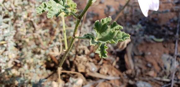 Image of Malva australiana M. F. Ray