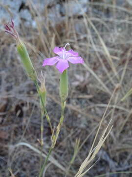 Image of Dianthus sylvestris subsp. longicaulis (Ten.) Greuter & Burdet