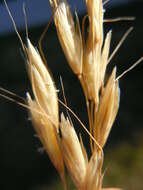 Image of blue oat grass