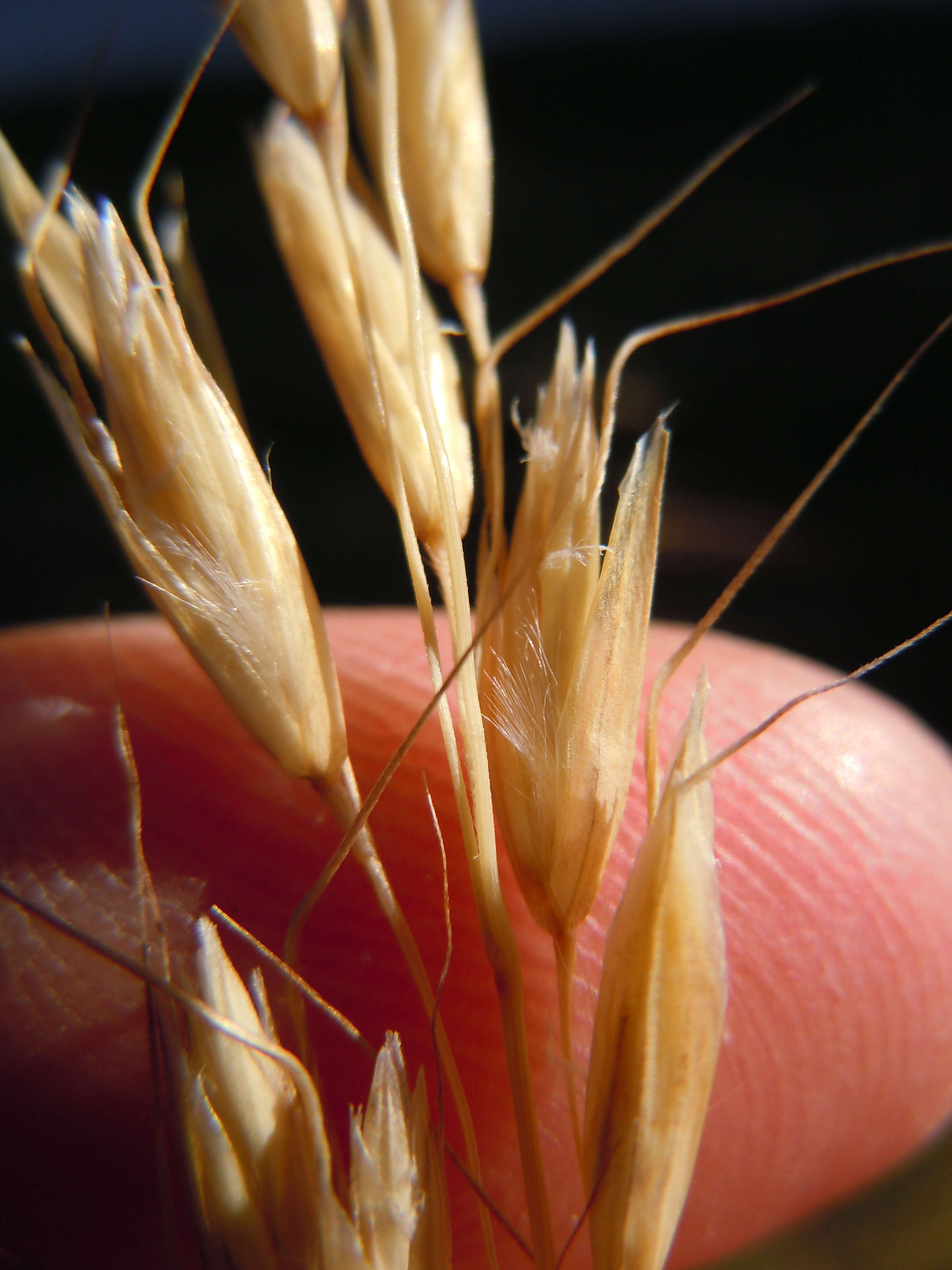 Image of blue oat grass