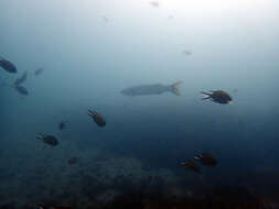 Image of Azores Chromis