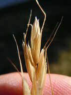 Image of blue oat grass