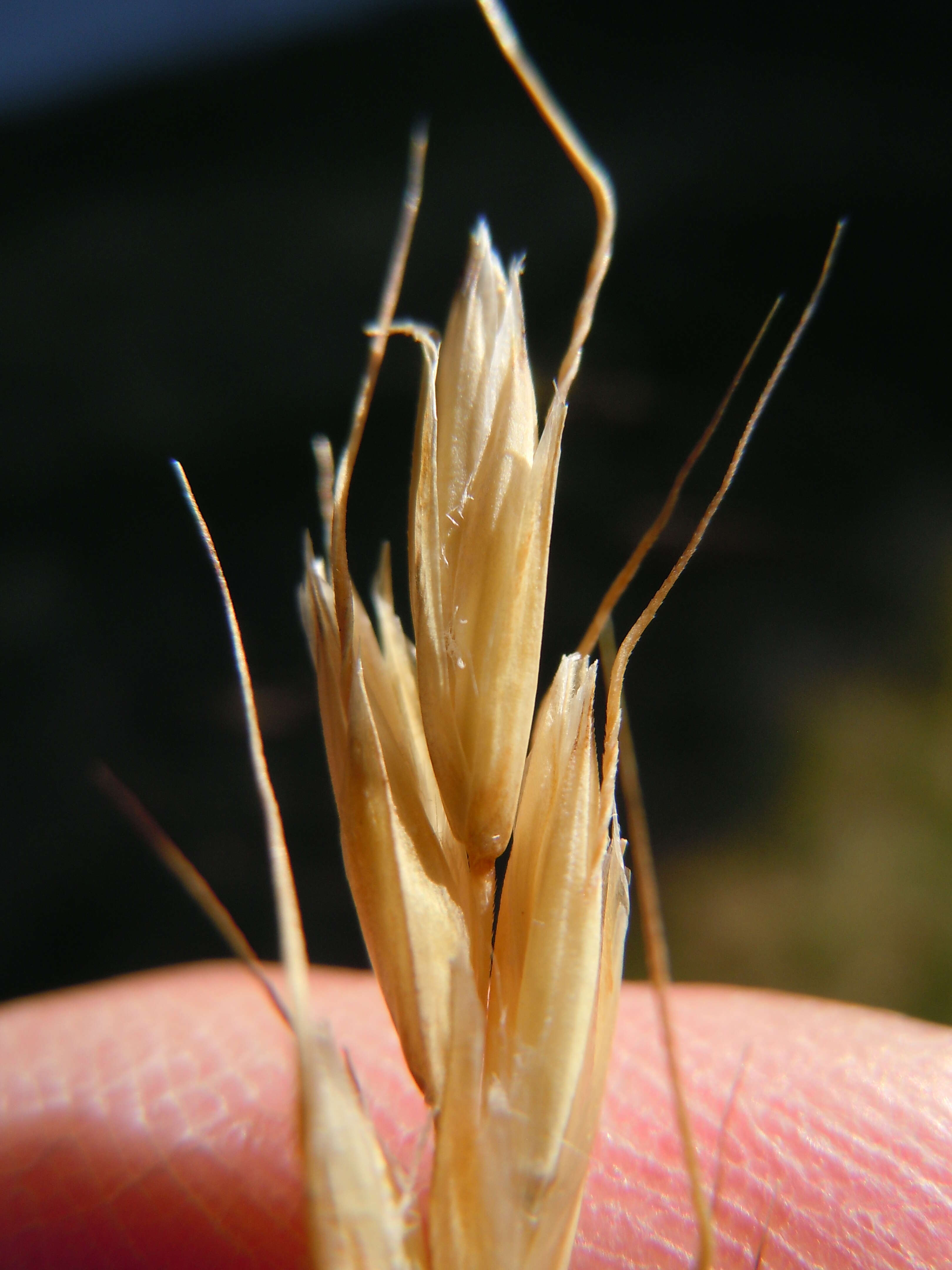 Image of blue oat grass