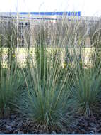 Image of blue oat grass