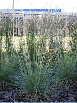 Image de Helictotrichon sempervirens (Vill.) Pilg.