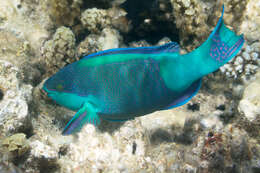 Image of Bridled Parrotfish