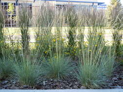 Image of blue oat grass