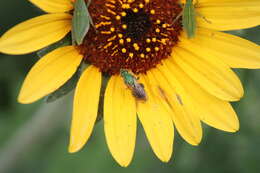 Image of Paragapostemon coelestinus (Westwood 1875)