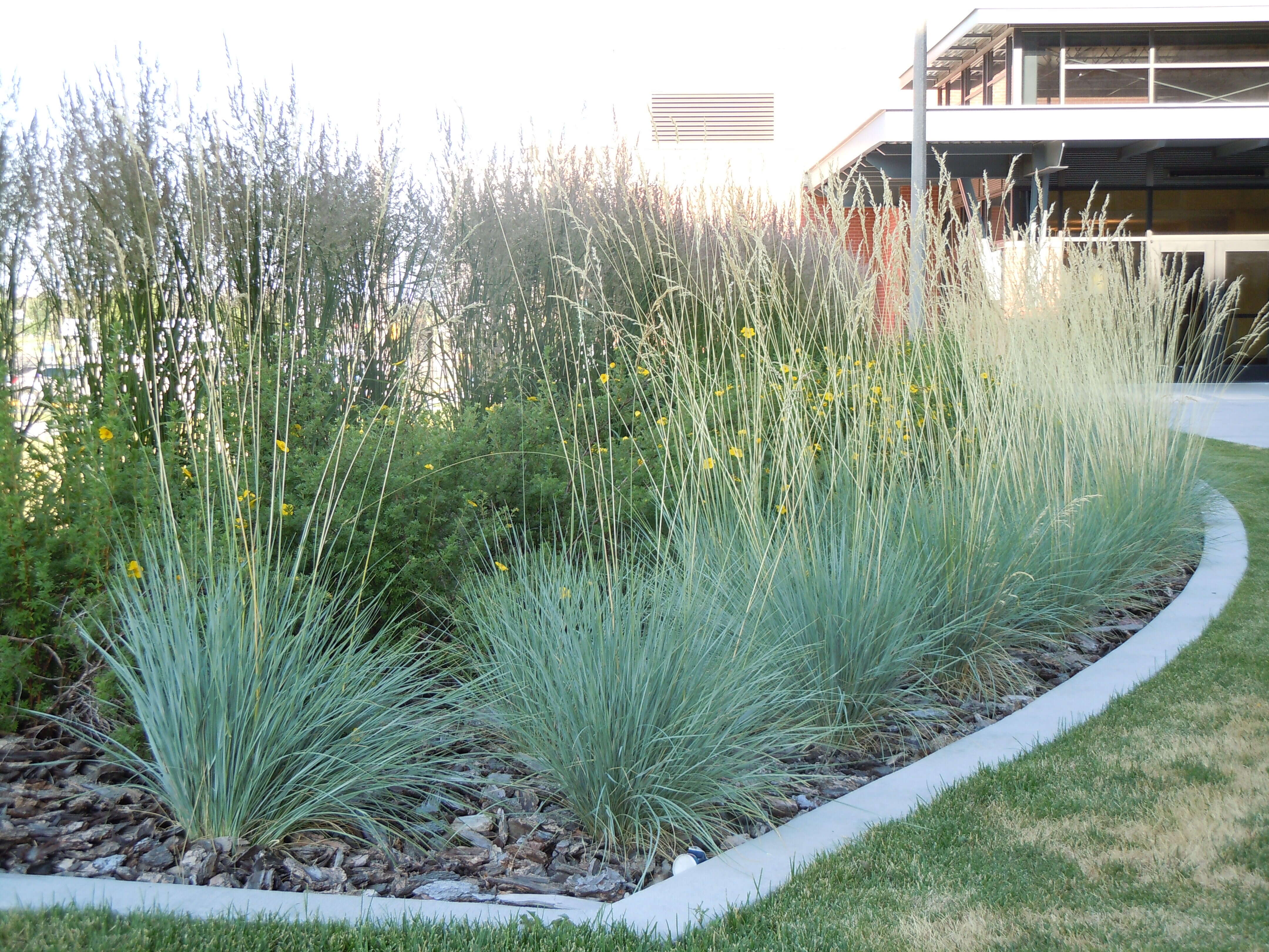 Image of blue oat grass