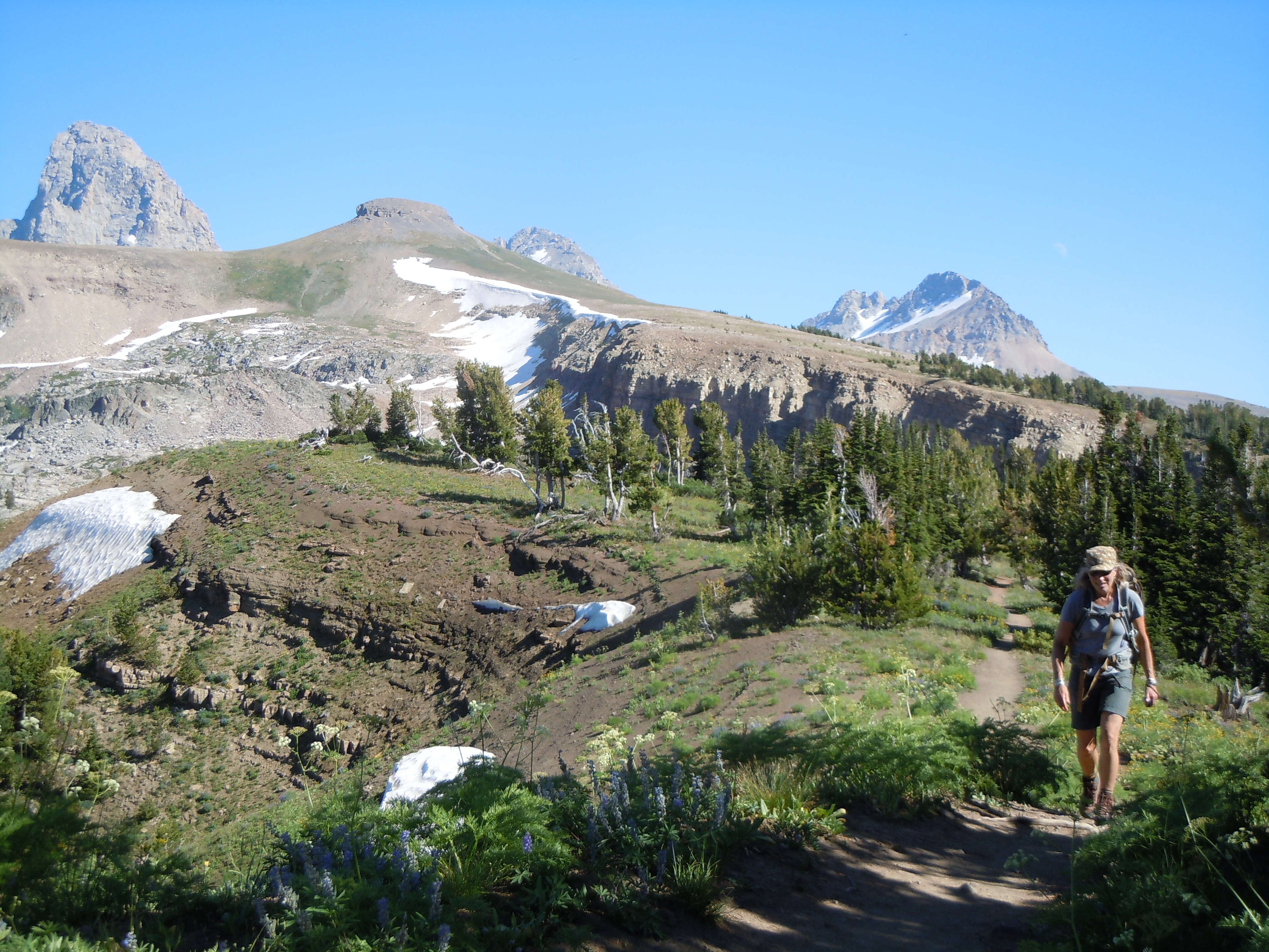 Image of whitebark pine