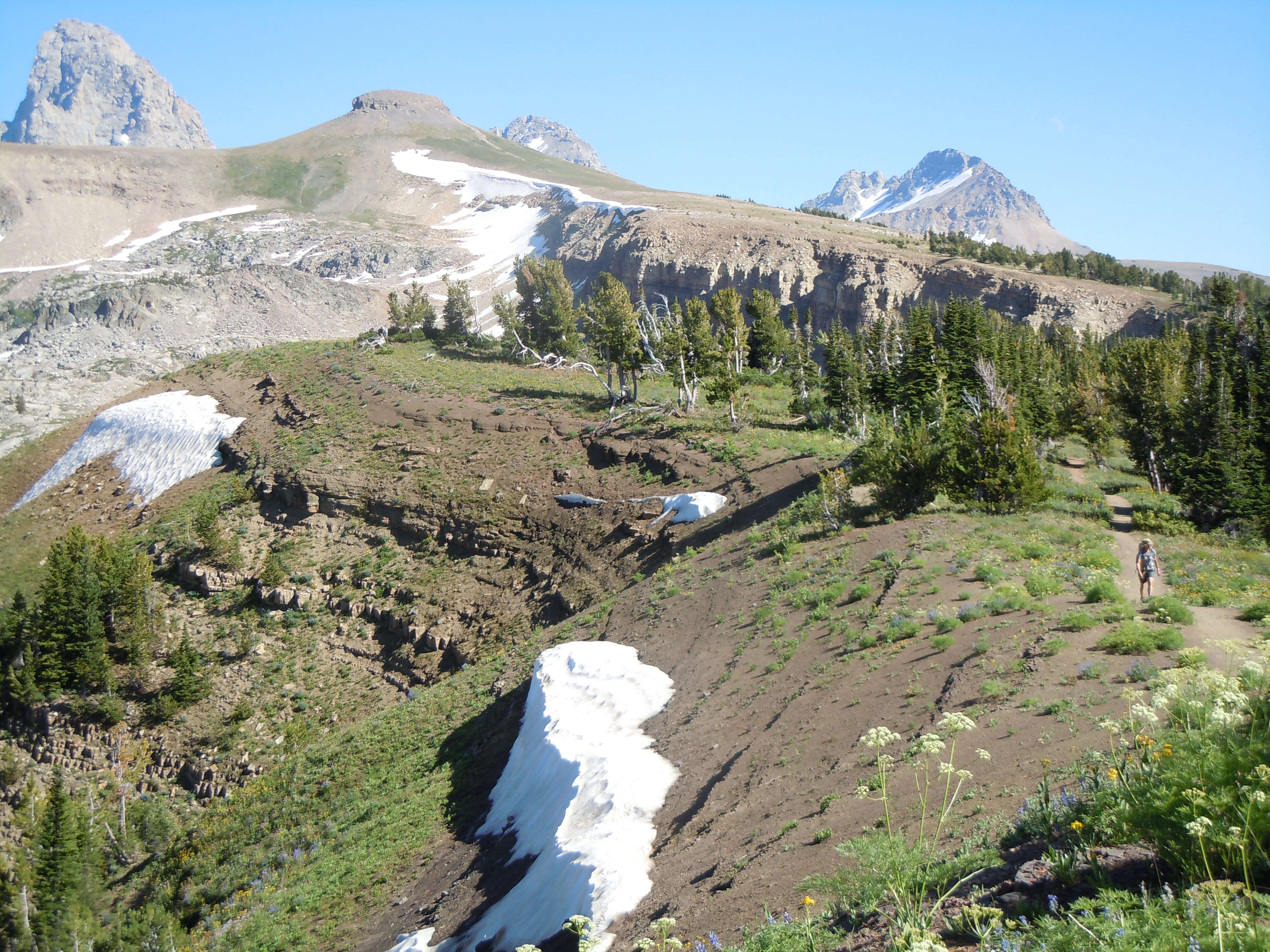 Image of whitebark pine