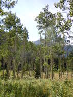 Image of quaking aspen