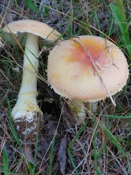 Image of Salmon amanita