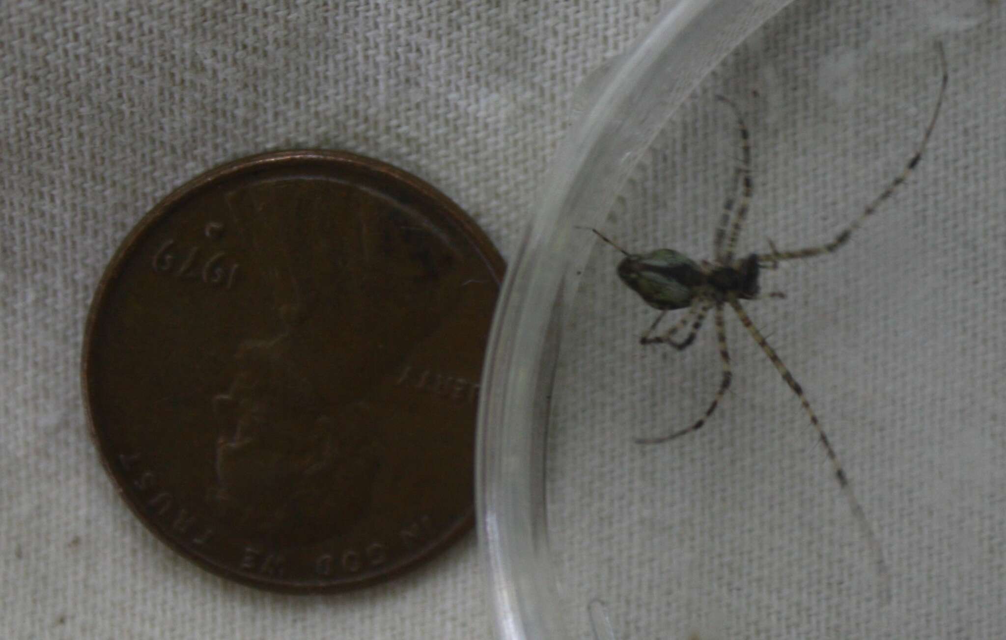 Image of Tetragnatha quasimodo Gillespie 1992