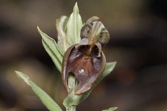 Image of Pouched greenhood