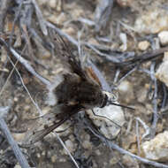 Image of Bombylius albicapillus Loew 1872