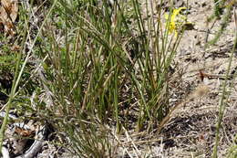 Image of Bobartia indica L.