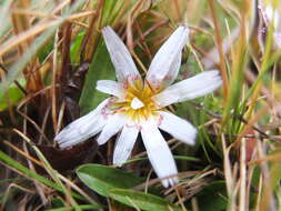 Image of Hypochaeris taraxacoides (Meyen & Walp.) Ball