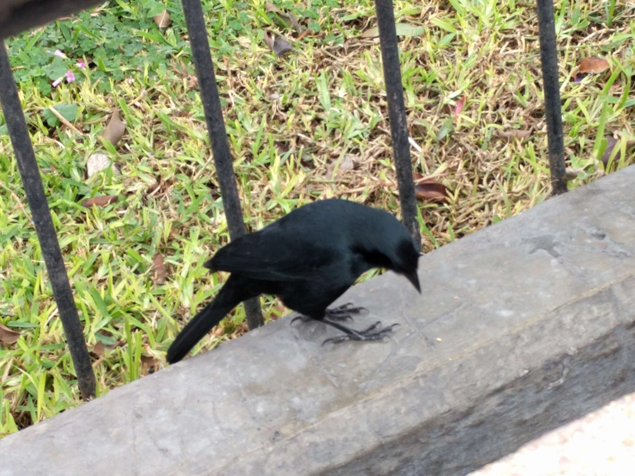 Image of Scrub Blackbird