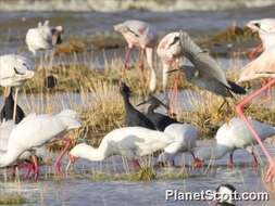 Image of Black Egret