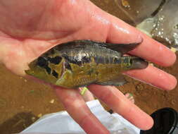 Image of Monarch Cichlid