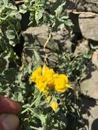 Image of Peruvian nightshade