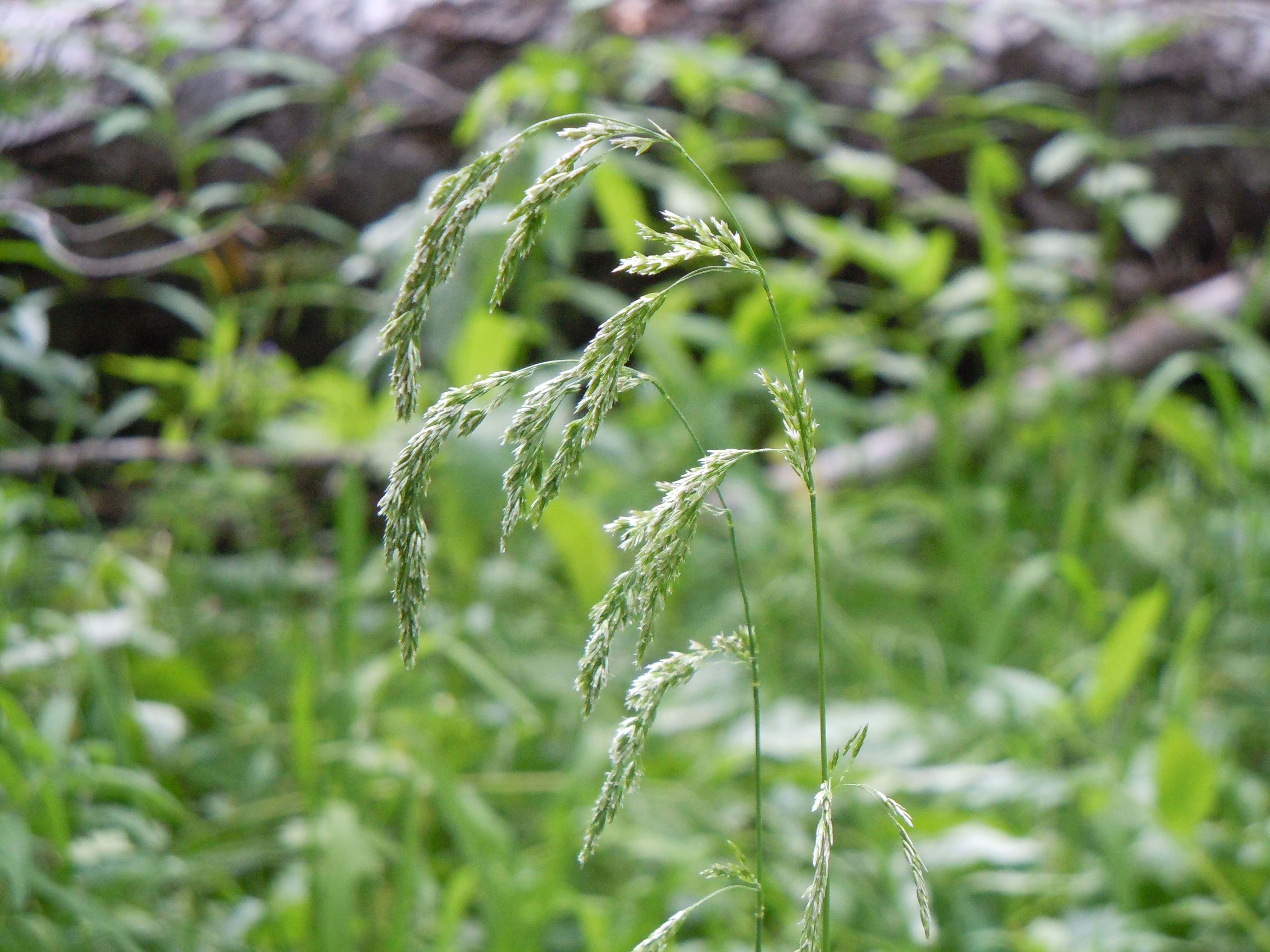 Imagem de Cinna latifolia (Trevir.) Griseb.