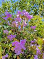 Imagem de Rhododendron ovatum (Lindl.) Planch. ex Maxim.