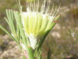 Image of Leucospermum saxatile (Salisb. ex Knight) Rourke