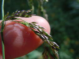 Imagem de Cinna latifolia (Trevir.) Griseb.