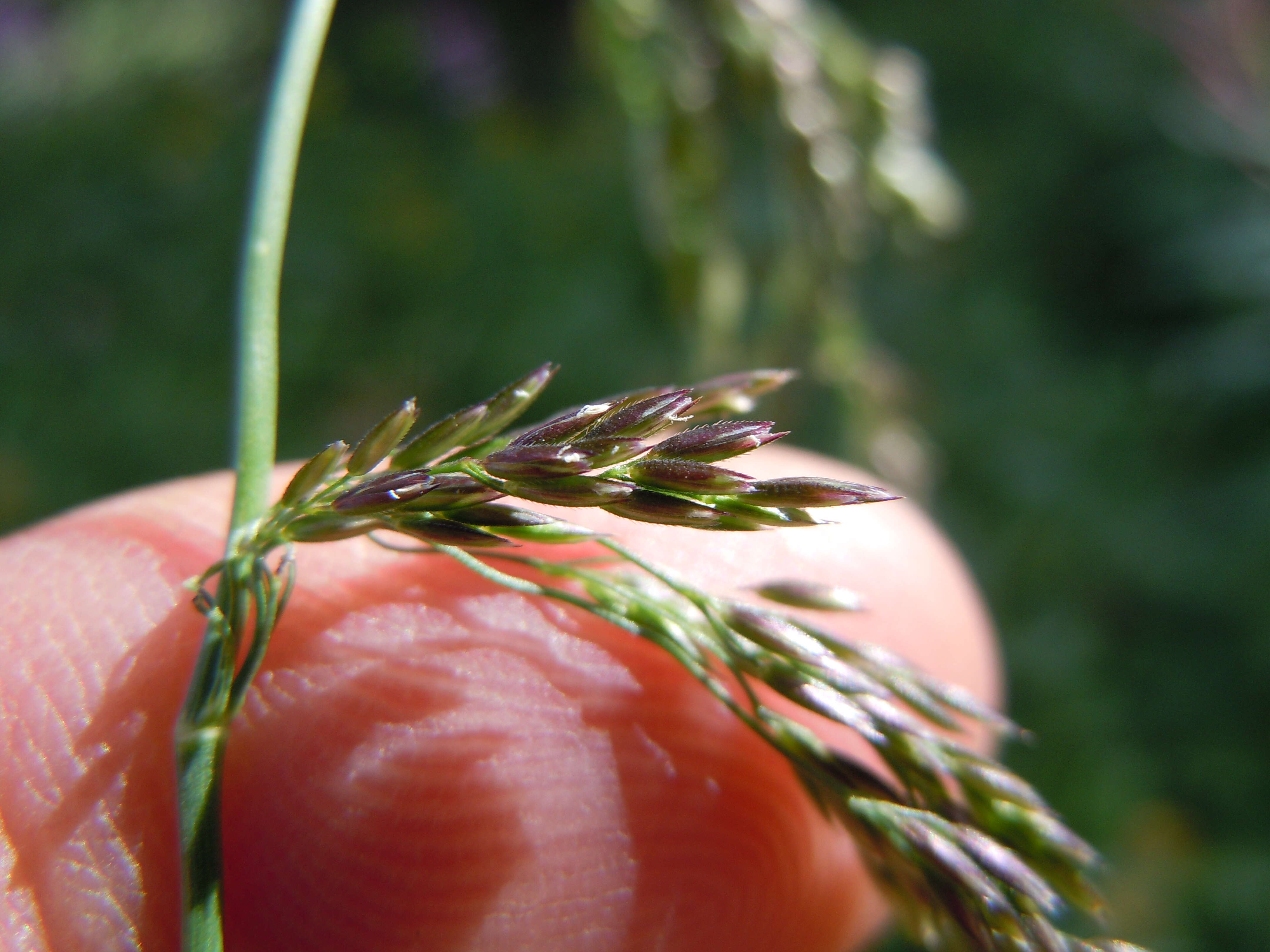 Imagem de Cinna latifolia (Trevir.) Griseb.