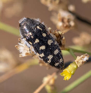 Image of Acmaeodera bacchariphaga Westcott & Verity 1977