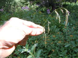 Imagem de Cinna latifolia (Trevir.) Griseb.