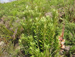 Image of Brachylaena neriifolia (L.) R. Br.