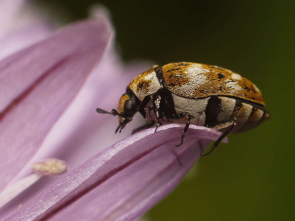 Image of Sacramento Anthicid Beetle