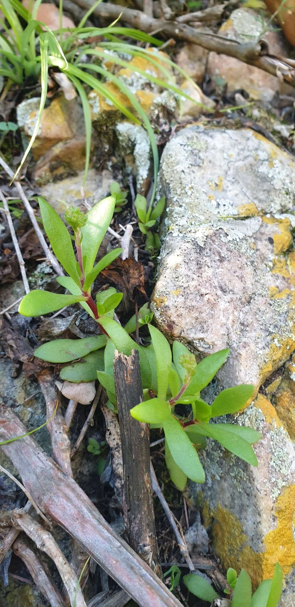 Image of Crassula pubescens Thunb.