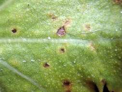 Image of Puccinia embergeriae McKenzie & P. R. Johnst. 2004