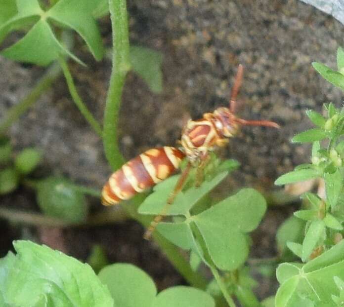 Image of Polistes apachus de Saussure 1857