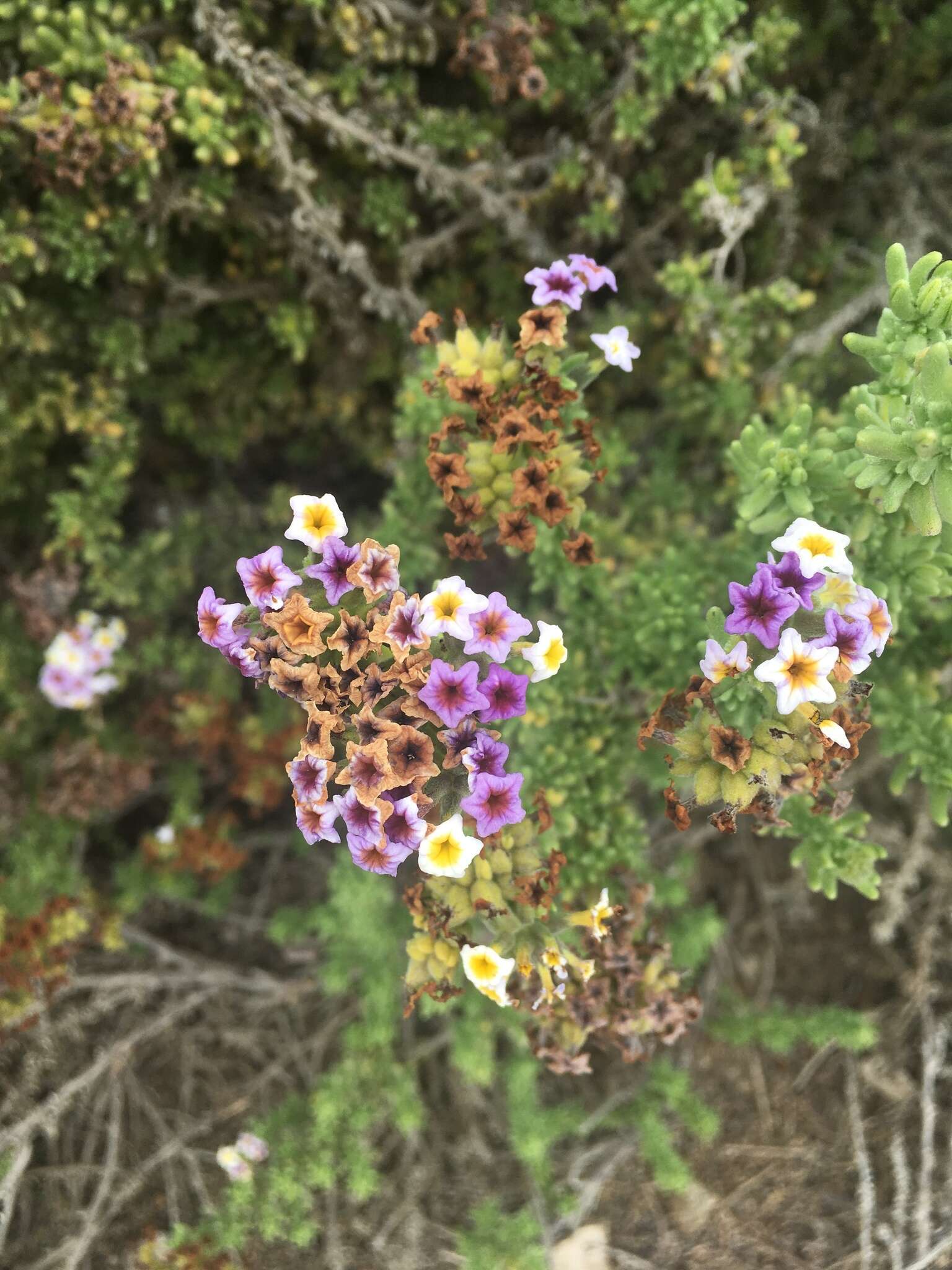 Image of Heliotropium pycnophyllum Phil.