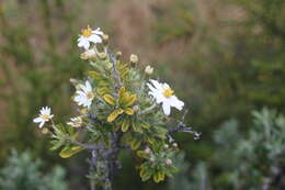 Image of Chiliotrichum