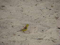 Image of Sudan Golden Sparrow