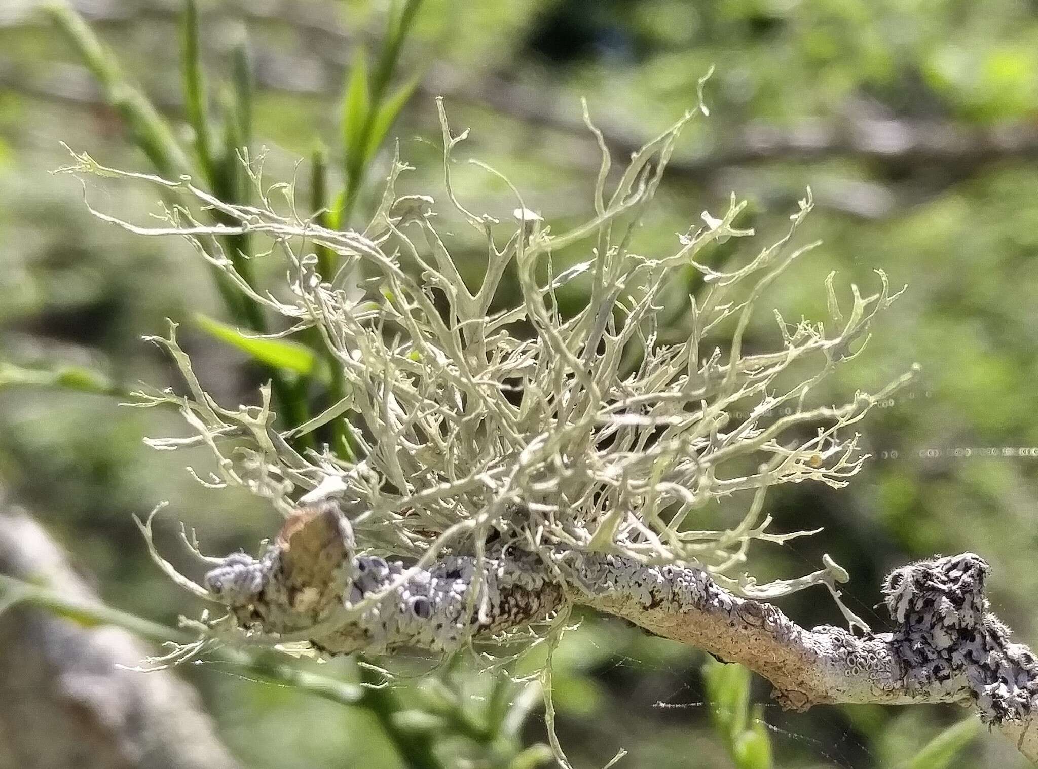 Imagem de Ramalina americana Hale