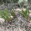 Image of Banksia repens Labill.