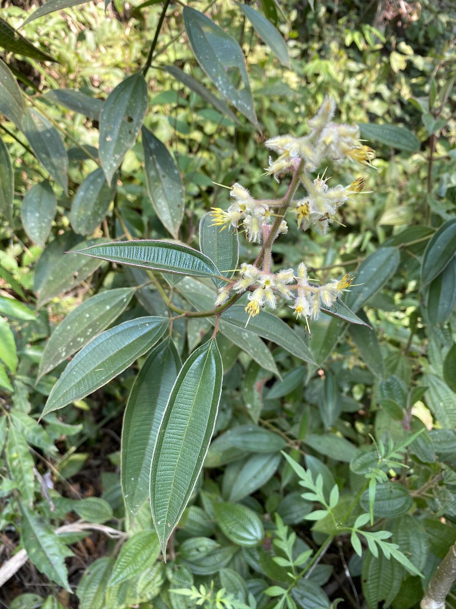 Image of Miconia australis