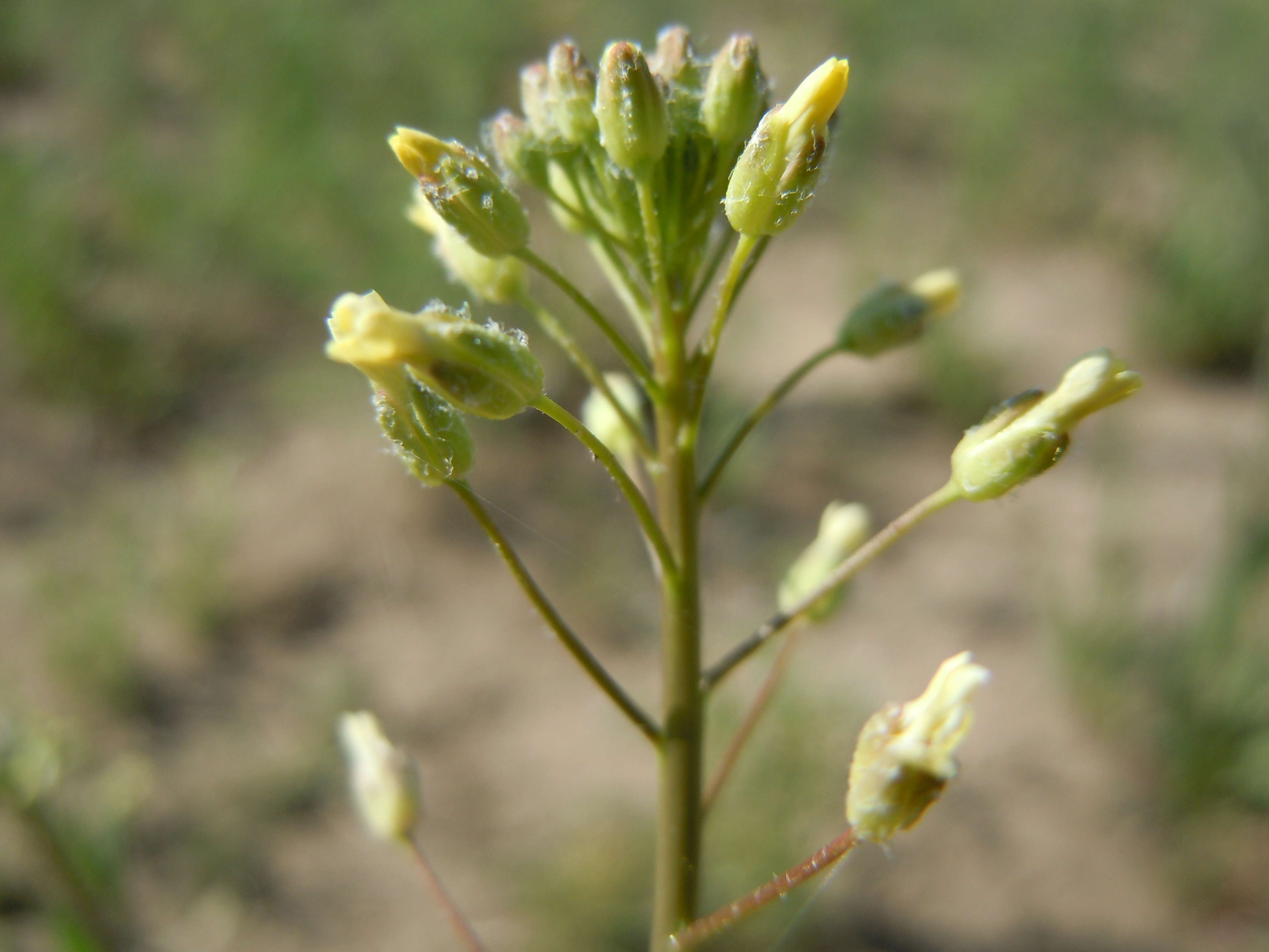 Imagem de Camelina microcarpa Andrz. ex DC.