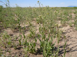 Image of littlepod false flax