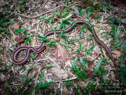 صورة Calliophis nigrotaeniatus (Peters 1863)