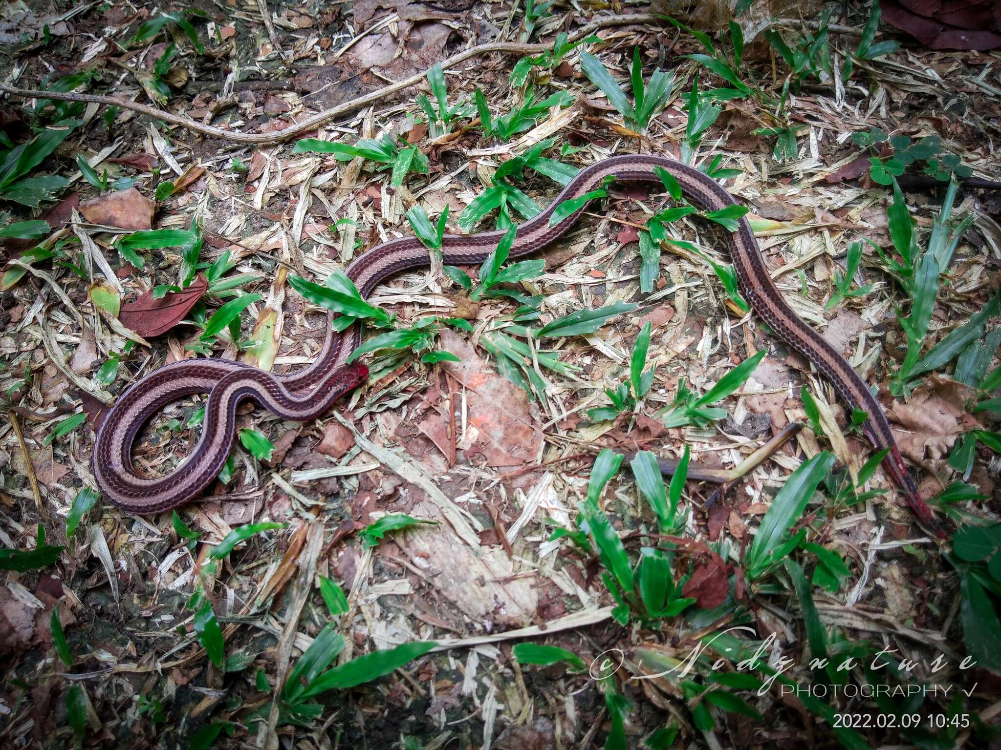 Plancia ëd Calliophis nigrotaeniatus (Peters 1863)