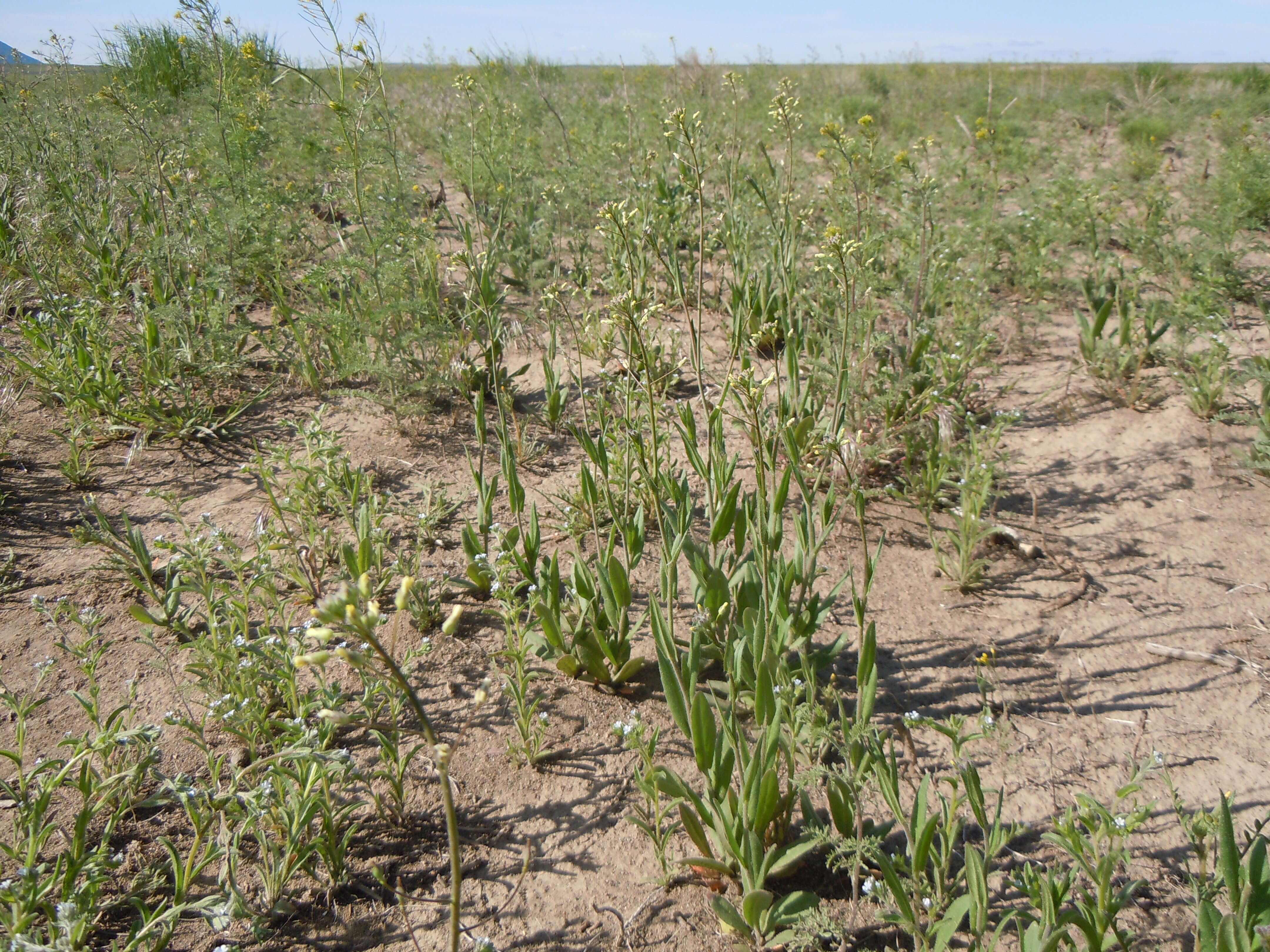 Image of littlepod false flax