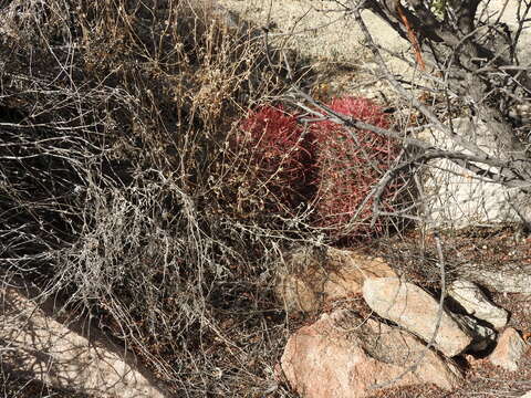 Image of Ferocactus gracilis subsp. gracilis